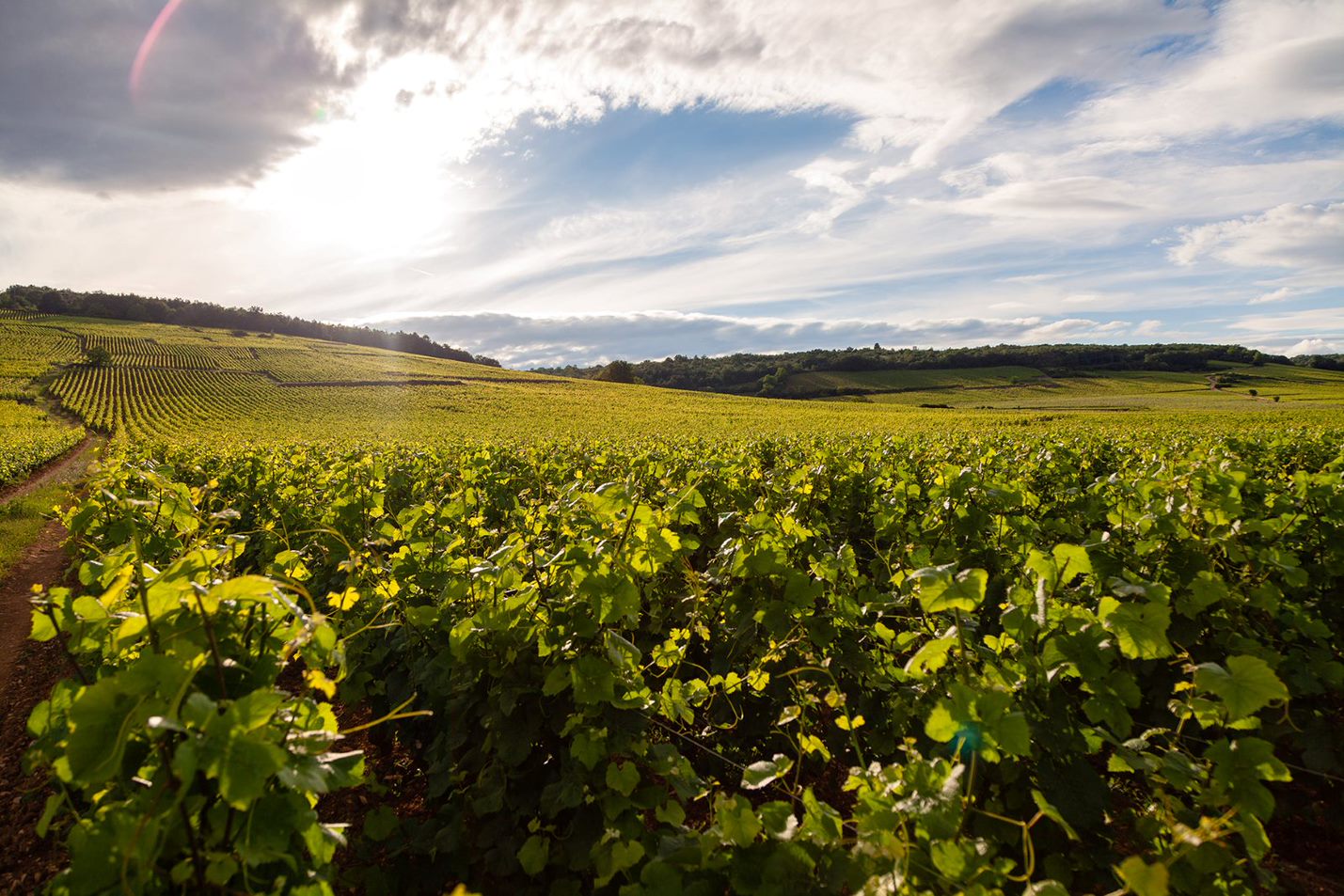 Schönes Aussicht über die Weinberge bei runtergehende Sonne